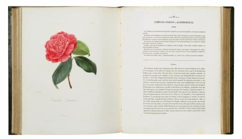 Berlèse, Abbé Lorenzo: Iconographie du genre camellia...  Paris, [1839-]1841-1843. H. Cousin. 