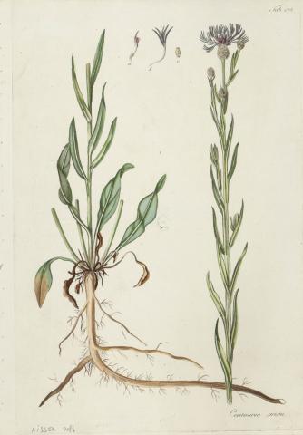 Kitaibel [Pál], Paulus - Waldstein, Franciscus:  centaurea stricta - keskenylevelű tarka imola [színezett rézmetszet]   