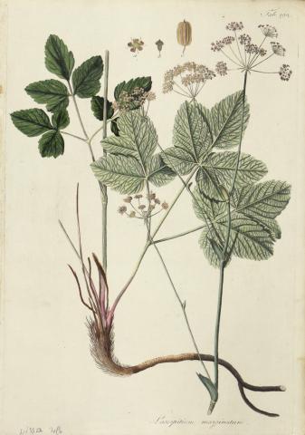 Kitaibel [Pál], Paulus - Waldstein, Franciscus: laserpitium marginatum - kárpáti bordamag  [színezett rézmetszet]   