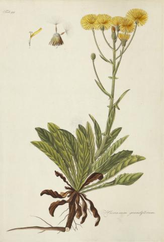 Kitaibel [Pál], Paulus - Waldstein, Franciscus: hieracium grandiflorum, nagyfészkű zörgőfű [színezett rézmetszet]   
