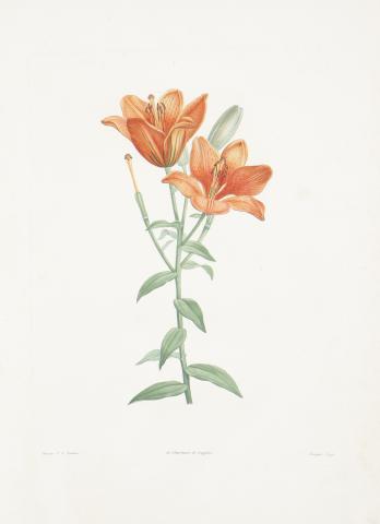 Redouté, Pierre Joseph; Rousseau, Jean Jacques: La Botanique 1805 Párizs 