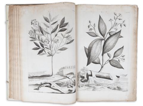 Munting, Abraham: Naauwkeurige Beschryving der Aardgewassen  Leiden - Utrecht, 1696. Pieter van der Aa - François Halma. 