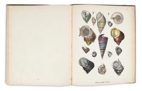 Berge, [Friedrich] : Conchylienbuch oder allgemeine und besondere Naturgeschichte der Muscheln und Schnecken nebst der Anweisung sie zu sammeln, zuzubereiten und aufzubewahren von –   Stuttgart,1847, Hoffmann  