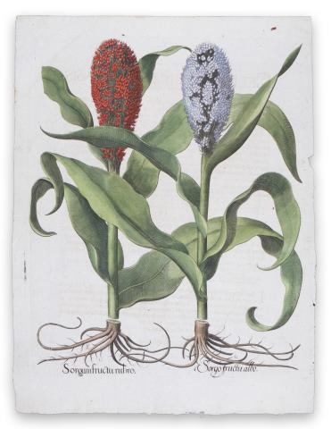 Besler, Basilius: Sorghum Fructu Rubro [et] Fructu Albo  [Nürnberg, ca. 1613.] 