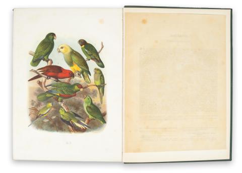 Reichenow, Ant[on]:: Vogelbilder aus fernen Zonen. Abbildungen und Beschreibungen der Papageien  Kassel, 1878–1883. Verlag von Theodor Fischer. 