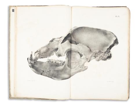 Schmerling, Philippe-Charles: Recherches sur les Ossements fossiles decouverts dans les cavernes de la Province de Liège.  Liège, 1846. Felix Oudart. 