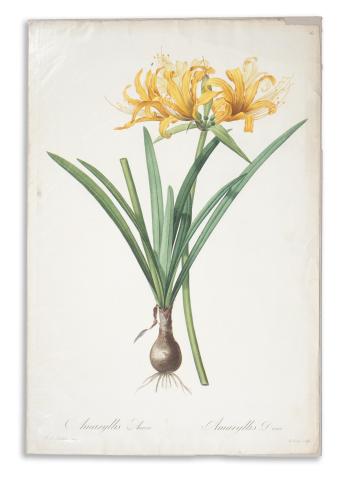 Redouté, Pierre-Joseph: Amaryllis aurea. Amaryllis Dorée  1807-1816 