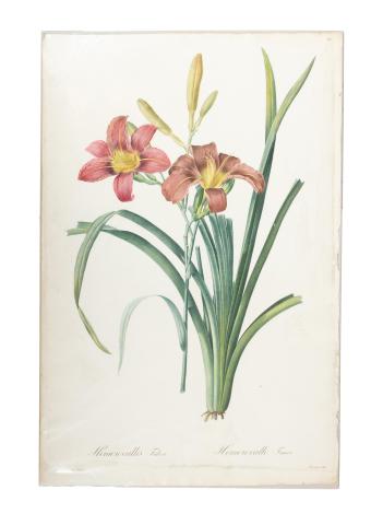 Redouté, Pierre-Joseph: Hemerocallis fulva. Hemerocalle fauve  1807-1816 