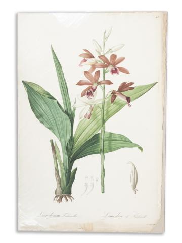 Redouté, Pierre-Joseph: Limodorum Tankervillae. Limodore Tankervill  1807-1816 