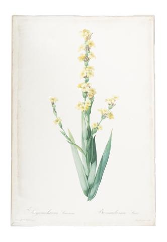 Redouté, Pierre-Joseph: Sisyrinchium striatum. Bermudienne Trié  1807-1816 