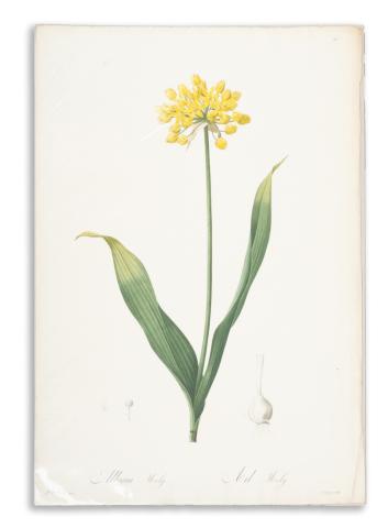 Redouté, Pierre-Joseph: Allium Moly. Alil Moly  1807-1816 
