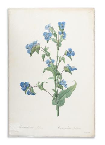 Redouté, Pierre-Joseph: Commelina Tuberosa. Commeline Tubéreuse  1807-1816 