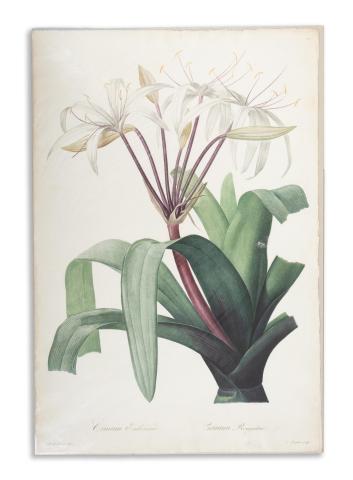 Redouté, Pierre-Joseph: Crinum Erubescens. Crinum Rougeâtre  1807-1816 