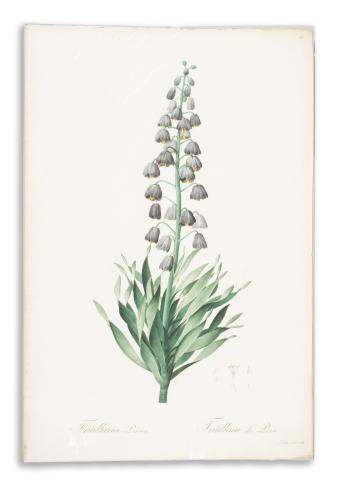 Redouté, Pierre-Joseph: Fritillaria Persica. Fritillaire de Perse  1807-1816 