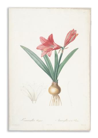 Redouté, Pierre-Joseph: Amaryllis Reginae. Amaryllis de la Reine  1807-1816 