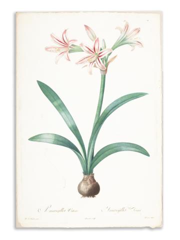 Redouté, Pierre-Joseph: Amaryllis Vittata. Amaryllis Rayée  1807-1816 