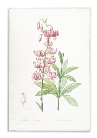 Redouté, Pierre-Joseph: Lilium Martagon. Lis Martagon   1807-1816 