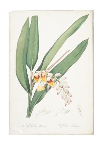 Redouté, Pierre-Joseph: Globba Nutans. Globbée Pendante  1807-1816 