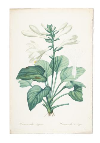 Redouté, Pierre-Joseph: Hemerocallis Japponica. Hemerocalle du Japon   1807-1816 