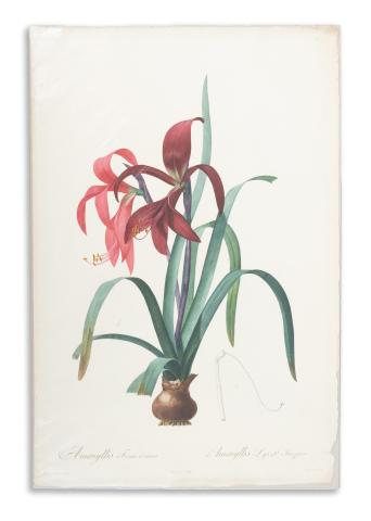 Redouté, Pierre-Joseph: Amaryllis Formosissima. Amaryllis Lys St. Jacques  1807-1816 