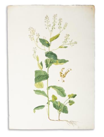 Kézzel színezett botanikai metszetek, 19. század (Peltaria alliacea, Lythrum virgatum, Cineraria crispa, Althaea cannabina, 4db.)   