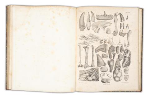 Bronn, Heinrich G[eorg] : Lethaea geognostica, oder Abbildungen und Beschreibung der für die Gebirgs-Formationen bezeichnendsten Versteinerungen. I-III. kötet  Stuttgart, 1835-1838.  E. Schweizerbart 