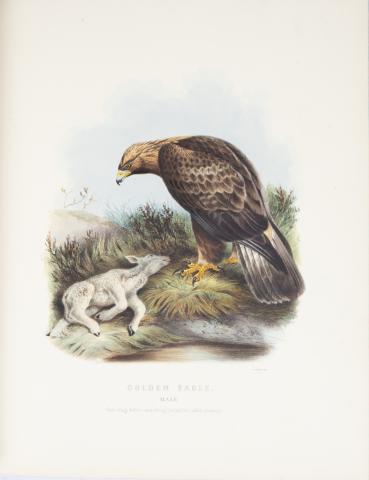 Booth, Edward Thomas - Neale, E.: Rough notes on the Birds observed during twenty-five years shooting and collecting in the British Islands  London, Porter & Dulau, 1881-1887. 